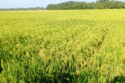 Distan Lebak apresiasi Gapoktan Tambakbaya berhasil panen padi 200 hektare