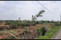 Terungkap, lahan HGU 103 PTPN2 Kebun Bulu Cina diperjualbelikan