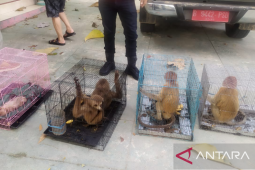 Kasus penyelundupan satwa segera dilimpahkan ke Kejati Gorontalo