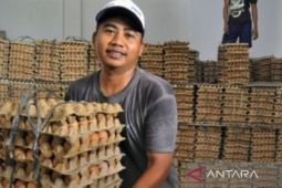 Babel tambah stok telur ayam 27,5 ton