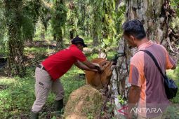 Mukomuko jamin stok daging cukup selama Ramadhan