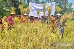 Uji coba pengembangan padi lokal Tapsel Siporang di dataran rendah, hasilnya mengejutkan