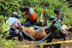 Polisi periksa 19 saksi terkait kematian harimau di Aceh Selatan