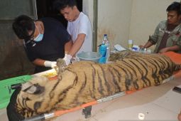 BBKSDA:  Harimau sumatera di Suaka Satwa Barumun mati