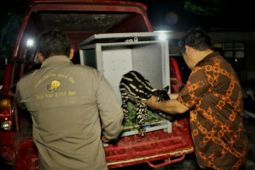 BBKSDA Riau evakuasi bayi tapir yang ditinggal induknya