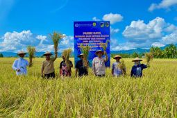 Poktan binaan Bank Indonesia Sulteng di Parigi hasilkan 10 ton gabah per Ha