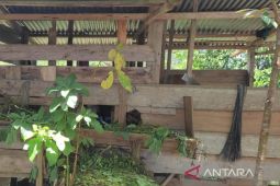 Warga Mukomuko Bengkulu ronda malam antisipasi gangguan harimau