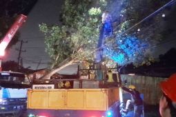 1.714 gardu PLN Riau alami gangguan akibat terjangan hujan badai