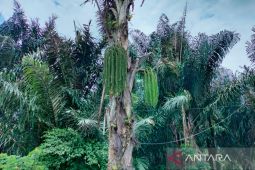 Tanaman aren komoditas unggulan  Rejang Lebong