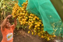 Menuju kebangkitan petani Indonesia