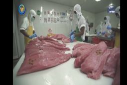 KKP: Pulau Buru dipilih sebagai lokasi sertifikasi MSC untuk ikan tuna