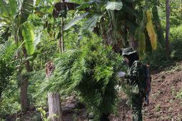 BNN temukan ribuan batang ganja siap panen di pegunungan Aceh Besar, langsung musnahkan