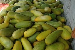 Petani Pandeglang pasok timun suri ke wilayah Tangerang