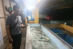 Polres Jember gagalkan penyelundupan ribuan "baby lobster" ke Singapura