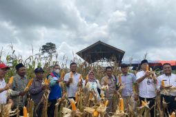 Petani binaan SKK Migas - Pertamina EP Jambi panen jagung