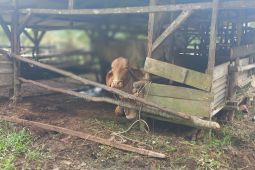 Pemkab Bangka Tengah siapkan 400 sapi untuk kebutuhan lebaran