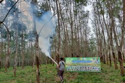 Petani Tabalong keluhkan anjloknya produksi getah karet