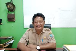Belitung butuhkan sapi potong  300 ekor untuk Idul Fitri