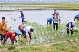 Jokowi bersama Khofifah tanam padi varietas Inbrida di Tuban