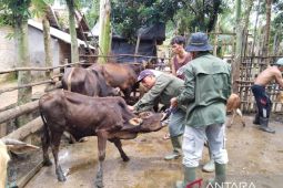 Ratusan hewan ternak di OKU Sumsel terjangkit virus LSD