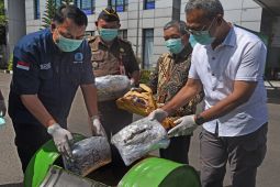 BNN Banten musnahkan barang bukti ganja sebanyak 5.3 kilogram