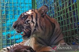 BKSDA Bengkulu evakuasi seekor harimau yang masuk perangkap di Mukomuko