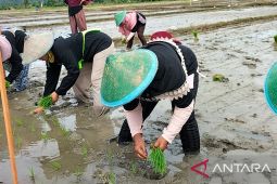 Nilai Tukar Petani Papua Barat naik 0,57 persen pada Maret 2023