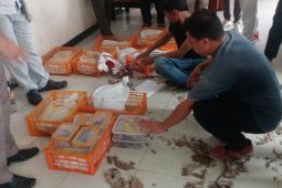 Karantina Pertanian Sorong gagalkan penyelundupan 224 satwa liar