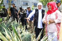 Buah organik Jember tembus pasar Eropa