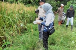 Tabalong daftarkan lima varietas padi  lokal ke Kementerian Pertanian
