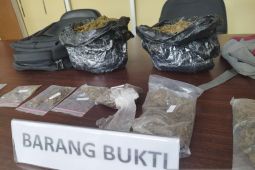 Polisi gagalkan pengiriman 1,7 kilogram ganja ke Sorong