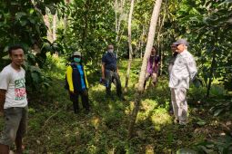 KPH Tabalong gandeng masyarakat kembangkan kopi