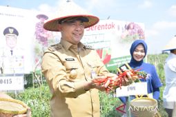 Pemkot Jambi panen cabai serentak untuk kendalikan inflasi pangan