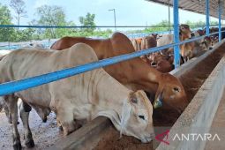 Pemprov Babel siapkan 2.000 sapi potong untuk Idul Fitri