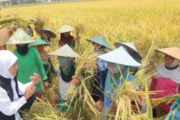 Petani: Suksesnya panen raya di Jatim berkat program Kementan