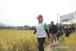 Karolin Panen Raya di Desa Tiang Tanjung