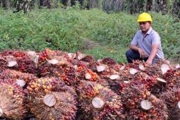 "SMILE" dari petani sawit yang bermitra dengan Asian Agri