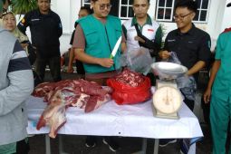 Bangka datangkan ratusan ekor sapi dari Lampung