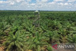 Kalbar dapat kucuran dana bagi hasil minimal Rp1 miliar sebagai produsen sawit