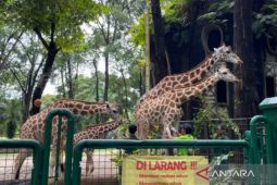 Taman Margasatwa Ragunan siap sambut Idul Fitri