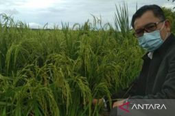 Realisasi tanam padi di Kalimantan Barat periode Oktober-Maret capai 191.909 ha