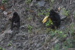 Aksi Beri Makan Satwa Liar