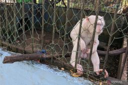 Manajer: Medan Zoo butuh investasi  untuk modernisasi