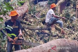 Hanya satu KK korban angin kencang di Nagan Raya yang mengungsi