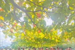 DKP - Balai Budidaya Ambon salurkan bantuan keramba jaring  apung