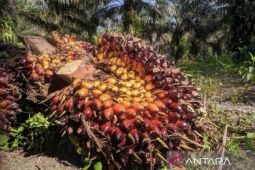Harga TBS Sawit Kaltim naik 0,29 persen menjadi Rp2.497,46 per kg