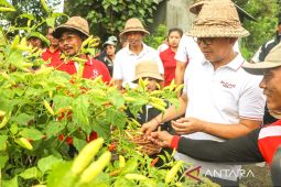 Pemkab Badung tingkatkan produktivitas kebun cabai