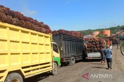 Distan Mukomuko minta pabrik beli sawit petani minimal Rp2.140