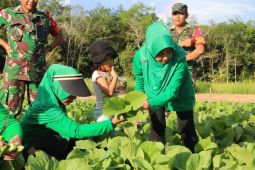 Kodim Putussibau panen sayur di lahan percontohan ketahanan pangan