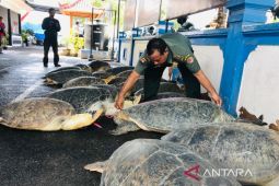 Polda Bali sita 21 penyu hijau berusia 10-50 tahun